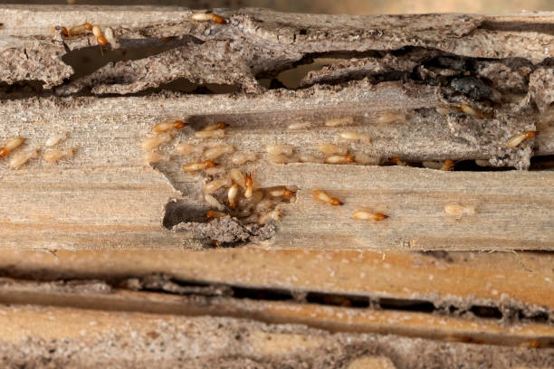 Best Pest Prevention Services  in Warsaw, MO